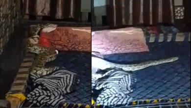 आगरा समाचार, बिस्तर में प्रवेश किया और युवक के बगल में लेट गया, वीडियो देखें - पायथन एंट्रेड बेड