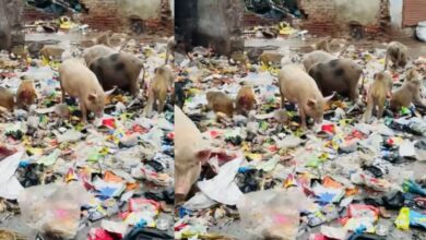 तो वास्तव में यह वृंदावन का एक वीडियो है, यह देखना निश्चित नहीं होगा