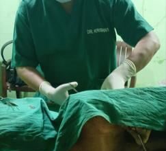 सुप्रीम कोर्ट के आदेश के बाद, निगम ने 100 से अधिक आवारा कुत्तों को पकड़ा - मथुरा न्यूज