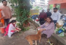 आगरा फर्स्ट डॉग फीडिंग पॉइंट सुप्रीम कोर्ट ऑर्डर - अमर उजला हिंदी समाचार लाइव